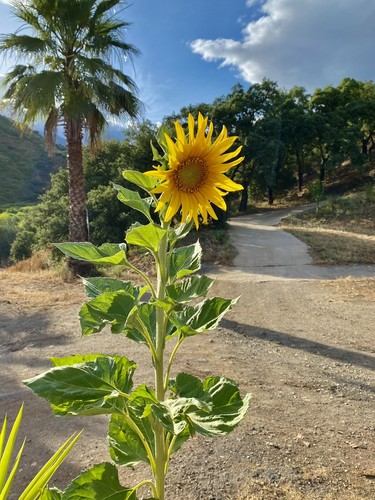 30 Organic Sunflower Seeds / 30 Organic Sunflower Seeds - Picture 5 of 11
