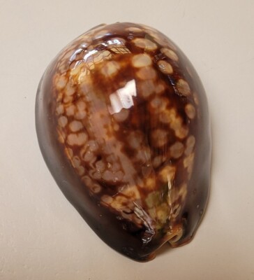Vintage Hawaiian Mauritia Mauritiana, Chocolate Humpback Cowry