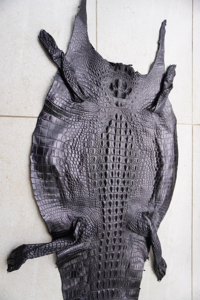 Black Real Crocodile Hornback Leather Skin Hide Exotic Pelt Taxidermy W 14 in E2 - Image 2 of 4