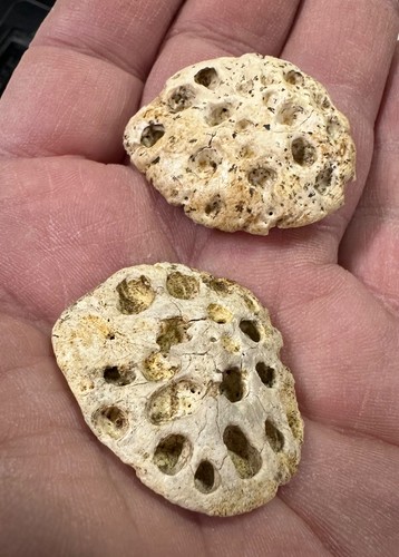 2 rare fossil THECACHAMPSA/GAVIALOSUCHUS osteoderms scutes Miocene Florida