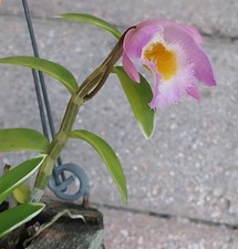 Dendrobium loddigesii variegated rose floral scented flowers Live Rooted Orchid