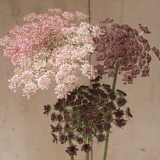 Ammi Dara Flower Seeds for Planting (100 Seeds) - Mixed Color Queen Anne's Lace 
