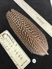 Great Argus Pheasant tail  rump Covelet feath...
