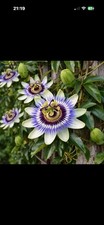 Large Passionflower Climbing Plant 2L Pot | Hardy Passiflora Garden Climber £12