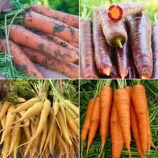 Carrot Seeds - Huge Selection of Varieties