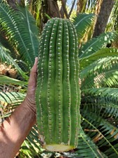 Echinopsis Hybrid Riverside Large Unrooted 12 x 4 Inch 4 Pound Cutting