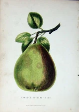 Original Old Antique Print 1885 Gardening Gansel'S Bergamot Pear Fruit Colour