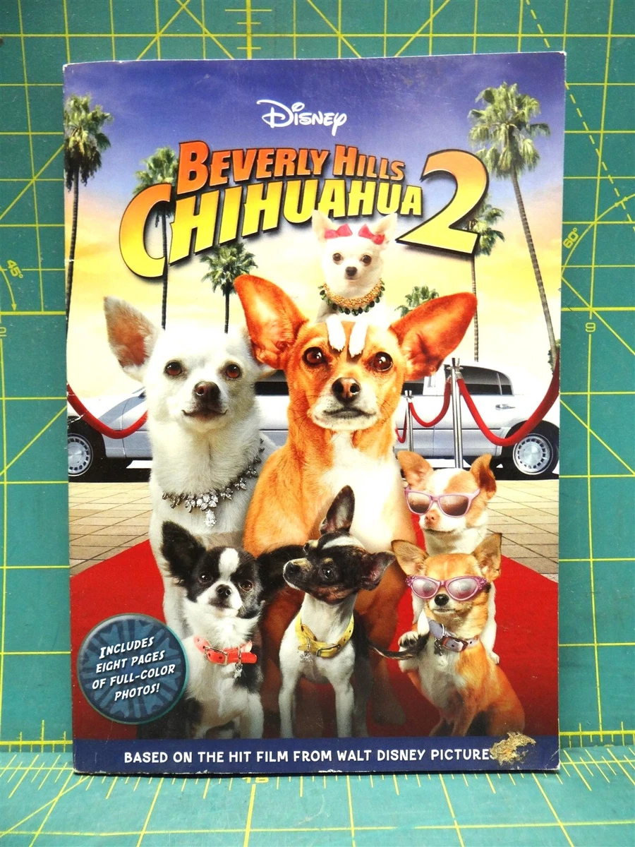 Chihuahua junior cheap
