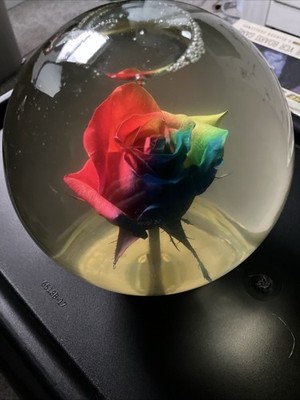 Preserved Real Rose in Glass Water Dome Globe 7” Rainbow Colors