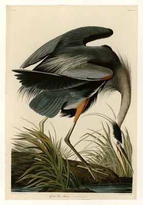 Großer Blaureiher, John J Audubon, Birds of America, Giclée Fine Art Print, A3.