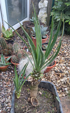 Y1 Yucca x gloriosa „Narrow" winterharte stammbildende Gartenyucca