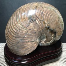 2.95kg  natural polishing  Awesome ammonite Specimen