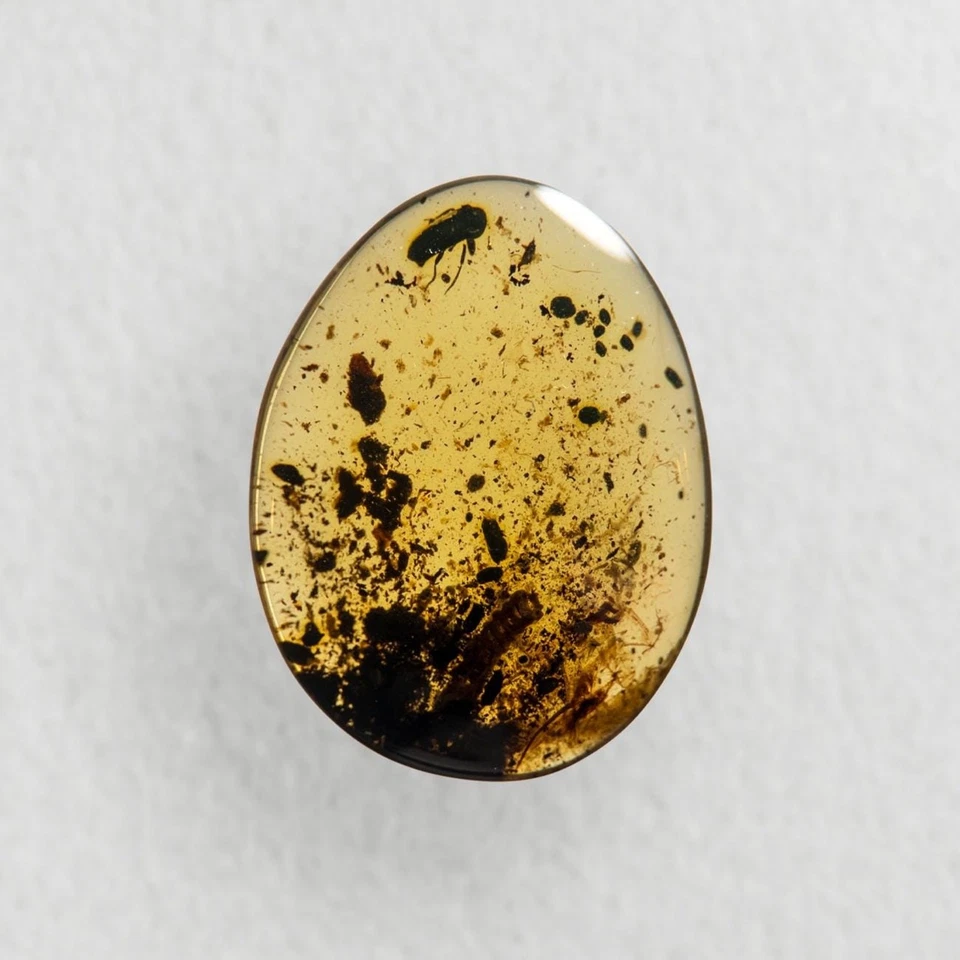 LIZARD SPINE in Burmese / Burmite amber fossil / 100% genuine amber - Image 4 of 4