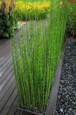 Rough Horsetail Plant ENCHANTING & BEAUTIFUL WHIMSICAL