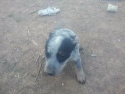 dogs and puppies gumtree