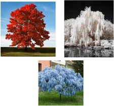 Patriotic Tree Seedlings Packet Red Maple, White Willow, Blue Wisteria