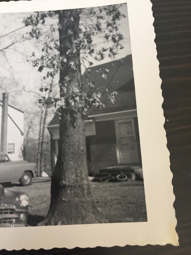 FOTOGRAFIA AMERICANA VINTAGE STRADA ALLINEATA AD ALBERO OVUNQUE, U.S.A. - Foto 3 di 4