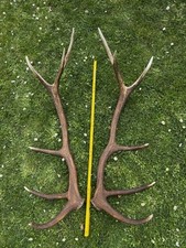 Coppia palchi corna di cervo caduche per collezione o arredo