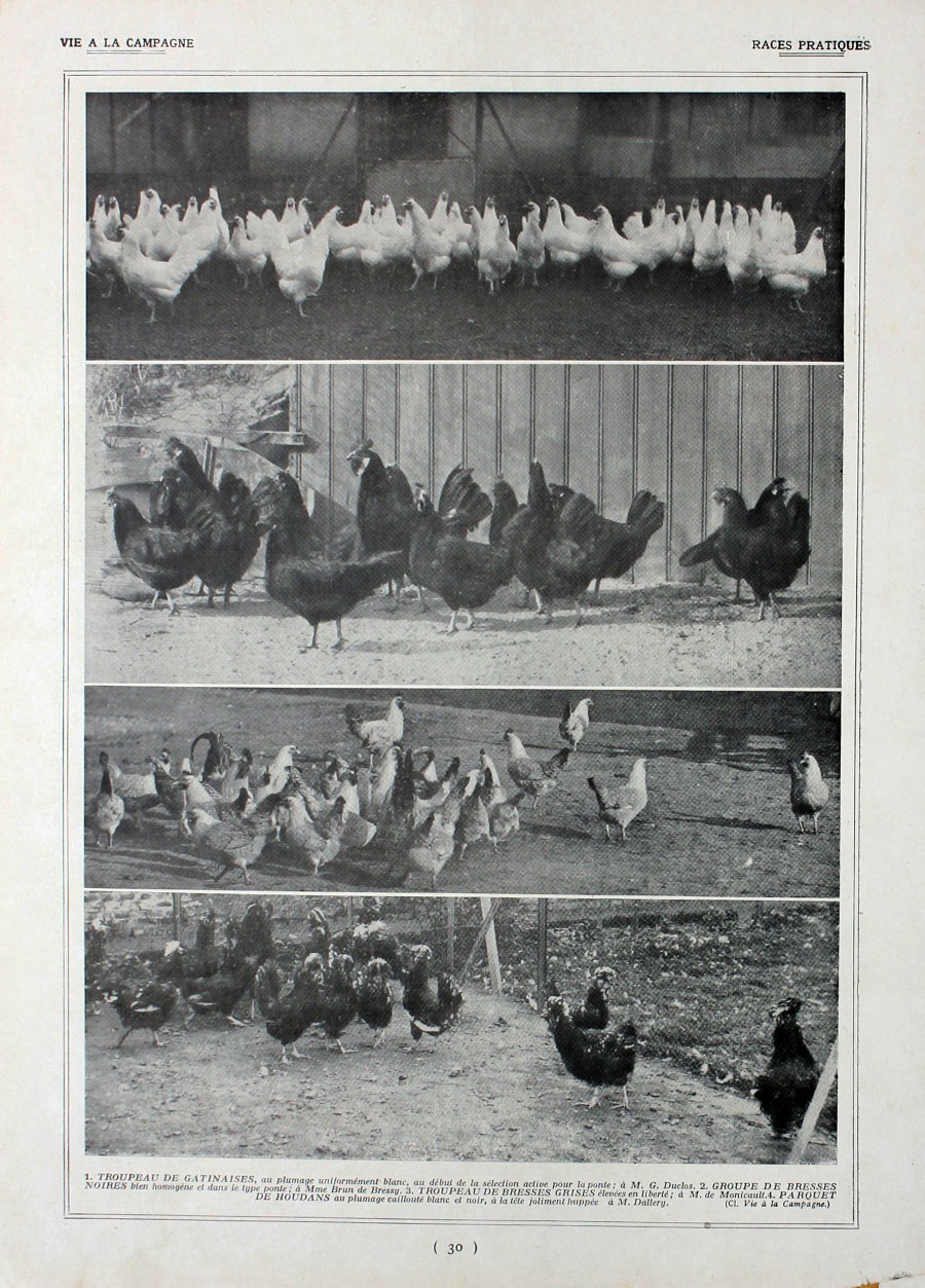 Poules: races pratiques/Races francaises. Fronte/retro. Immagine 1927
