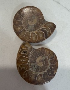 Old Ammonite Fossil Pair 100% Natural Extinct Specimen