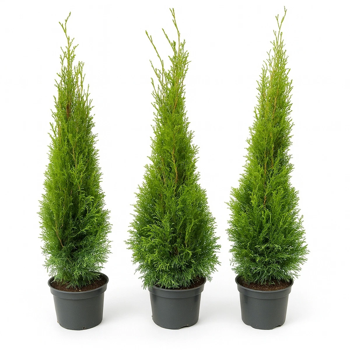 Thuja Smaragd 80 100 online kaufen | eBay.de