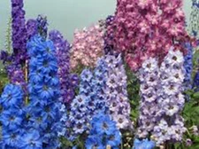 LARKSPUR, GIANT IMPERIAL 100+ SEEDS NEWLY HARVESTED, A GREAT CUT FLOWER
