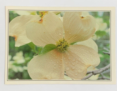 Dogwood Cornus florida Postcard Unposted