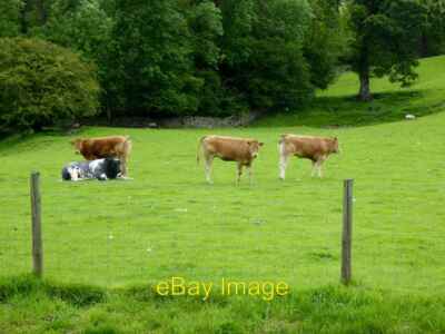 Photo 6x4 Cattle in a field The black and white beast lying down is a bul c2015