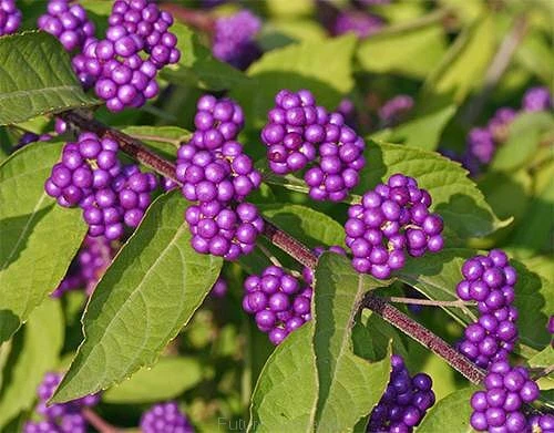 Profusion Beautyberry (Callicarpa bodinieri) 9 Callicarpa bodinieri var. giraldii (Beauty Berry) x 1 plant