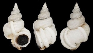Coquillage de collection : Variciscala raricostata Rare (20 mm F )
