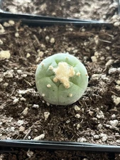 Rare Cacti LW Rare Plant Succulent Cactus