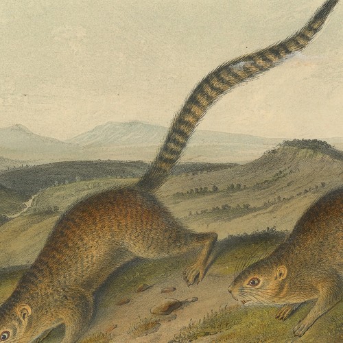 Audubon Quadrupeds Octavo Bowen 1849 h/c litho Pl 79 Annulated Marmot Squirrel - Picture 2 of 2