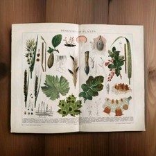 Genuine Antique 1904 Diseases Of Plants Botanical Book Art Print Picture plant 