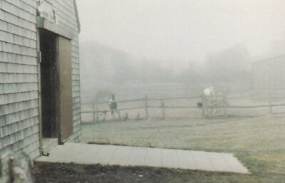 Postcard MA Nantucket Massachusetts Mist in the Meadow Horses Barn C29