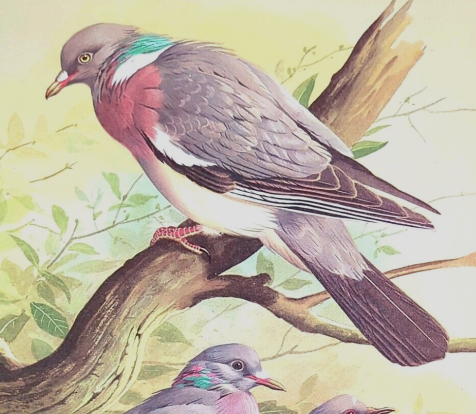 Basil Ede Birds Wood Pigeon and Turtle Dove Vintage Art Print Book Plate 35