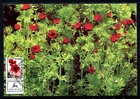 Israel 1107,  Anemone  Phila  Maxi Maximum Card, 1992