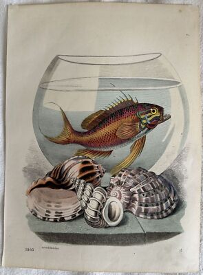 Gravure Poisson Boccia Verre 1865 Coquillages Shells Aquarium Hochdanz