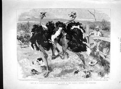 Original alter antiker Druck 1893 California Ostrich Farm Vögel kämpfen Amerika