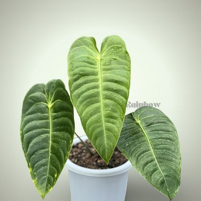 Anthurium  Veitchii Ornamental Plant