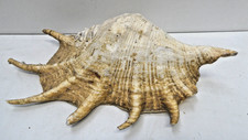 VINTAGE SPIDER CONCH SEA SHELL - NICE OLD DECORATIVE CENTRE PIECE