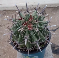 Ferocactus herrerae Super Spiral Barrel Cactus Gets Big 177