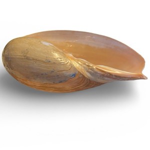 Seashells - Beautiful Large Melo 7.5” Seashell