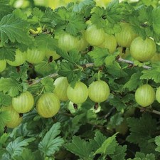 Suttons Gooseberry Invicta Plants Hardy Fruit Bush Garden Shrub 1