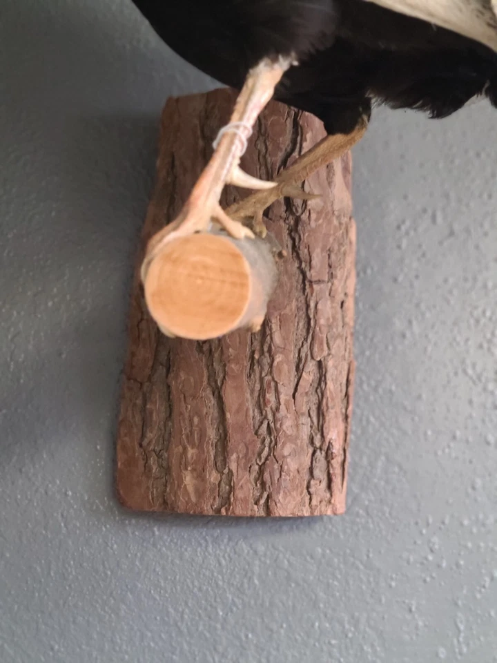 Montaje colgante faisán plateado Foto 3 de 4