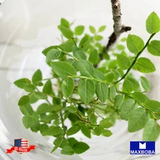 Moringa Seeds Non-GMO Vegetable