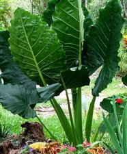 3 SEEDLINGS 3-6" BORNEO GIANT Huge ELEPHANT EAR Taro Alocasia Macrorrhiza Plants