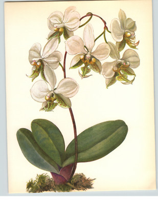 1972 Color Book Plate Framable Orchid Images Phalaenopsis stuartiana White Green