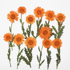 6pcs/Pack Pressed Real Dried Flowers Chrysanthemum for Jewelry Making Crafts