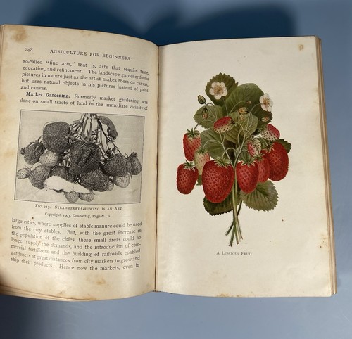 Agriculture for Beginners by Charles William Burkett 1904 Hardcover Antique Book - Picture 10 of 10
