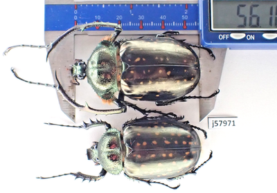 j57971. Insects, Dynastidae: Cheirotonus fujiokai sp. Vietnam, Ha